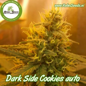 Dark Side Cookies autoflower, regulier.